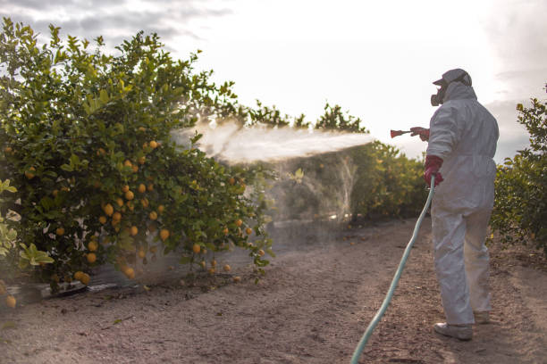 Wasp Removal Services in Linton, IN